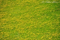Frühling