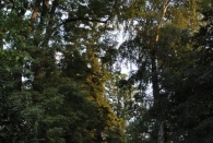 hoehr-grenzhausen-3