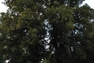 Nochmal der Stadtpark