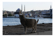 Istanbul 2021 - Corona Edition