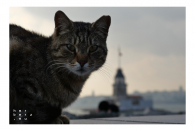 Istanbul 2022