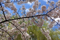 Baumporno. Die Bäume fi**** wieder.