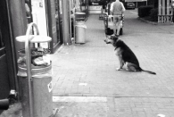 wuff