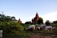 Bagan (38)