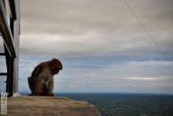 Mt Popa (10)