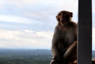 Mt Popa (12)