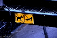 Spaß I: No dogs - no chicks