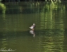 Kurzer Schwenk zur "Jesus-Ente" im botanischen Garten. Sie kann übers Wasser laufen :)