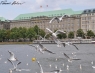 Möwenchaos auf der Alster