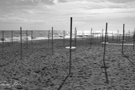 Synchronismus des Massentourismus