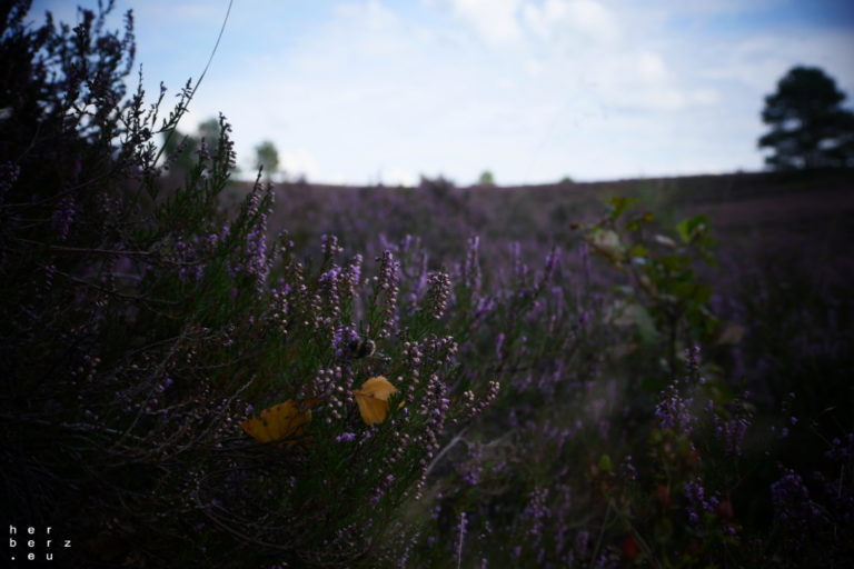 36/2020 – Summ Summ in der Heide