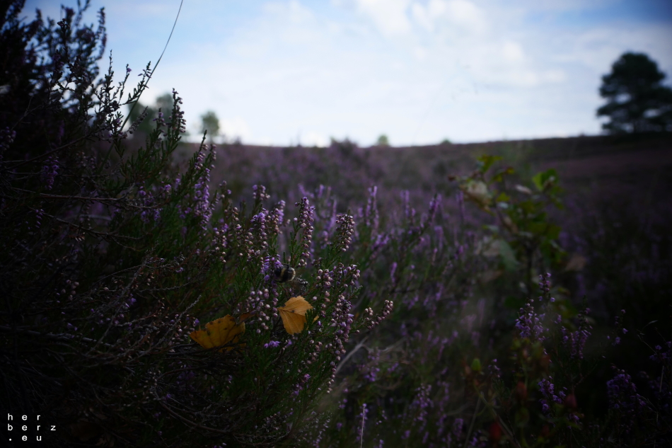 36/2020 – Summ Summ in der Heide