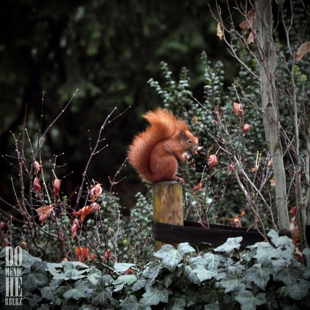Eichhörnchen