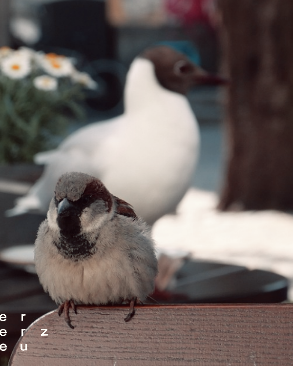 21/2023 – Bird and Bird