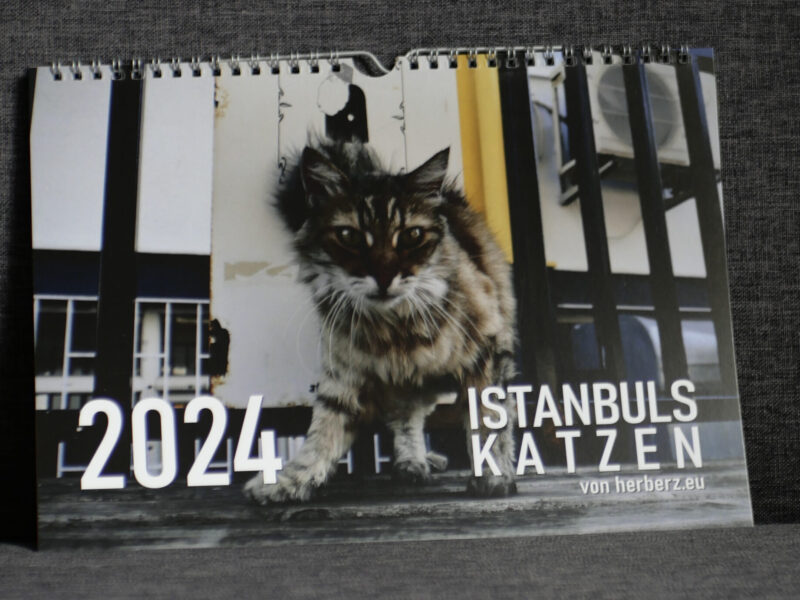 Katzenkalender 2024