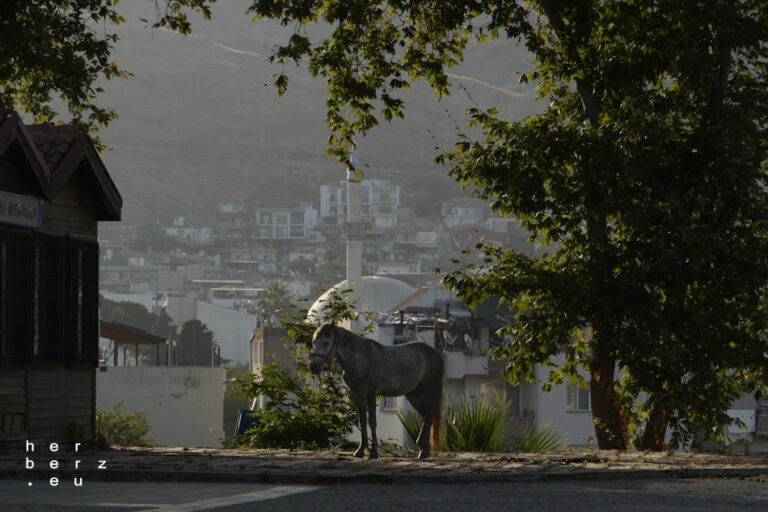 41/2024 – Pferd auf Flur