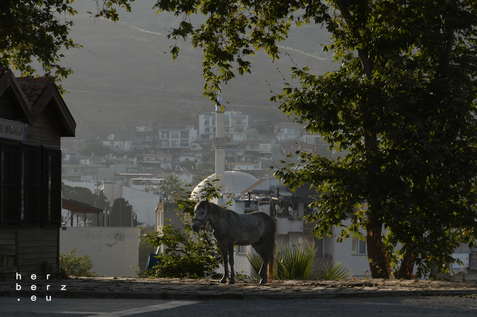 41/2024 – Pferd auf Flur