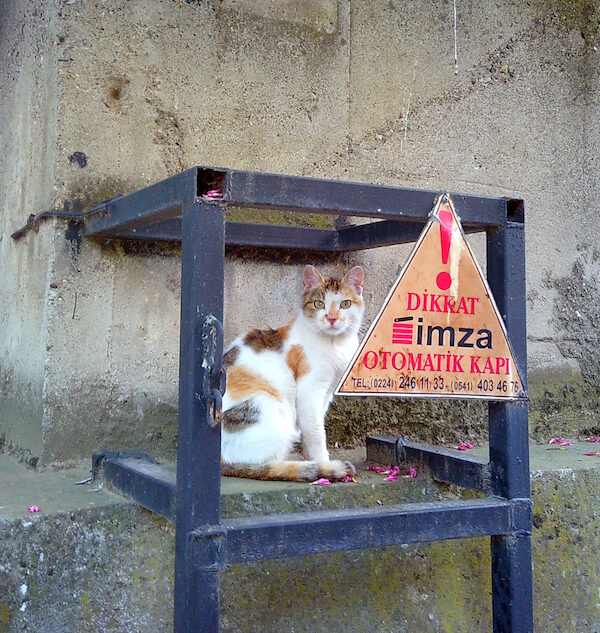 50/2024 – DikCat