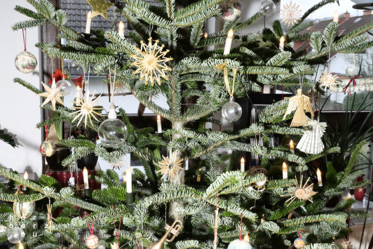 51/2024 – Frohes Baumfest
