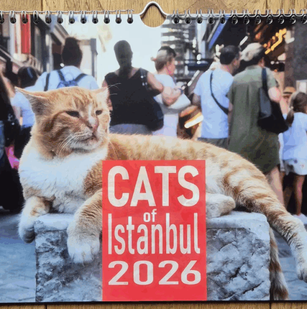 Cats of Istanbul 2026 jetzt bestellen
