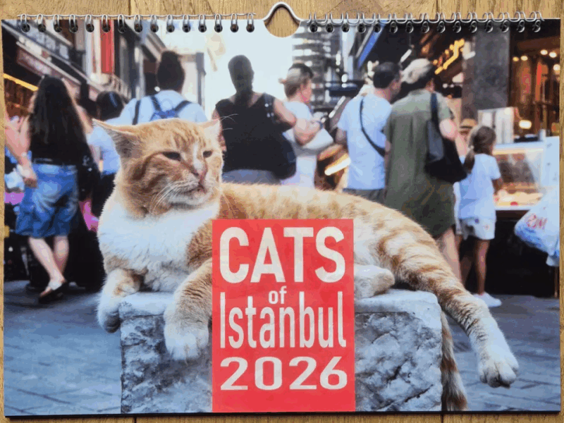 Cats of Istanbul 2026 jetzt bestellen