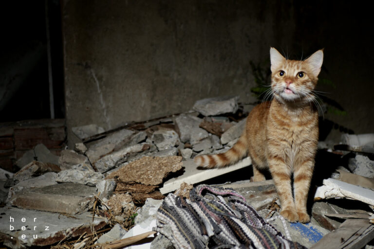 36/2025 – Blitzekatze