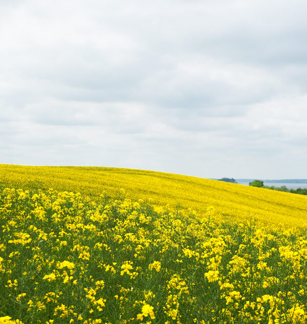21/2026 – I see fields of Yellow