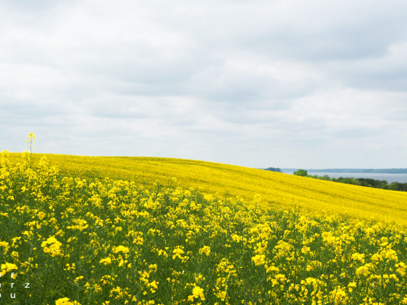 21/2026 – I see fields of Yellow