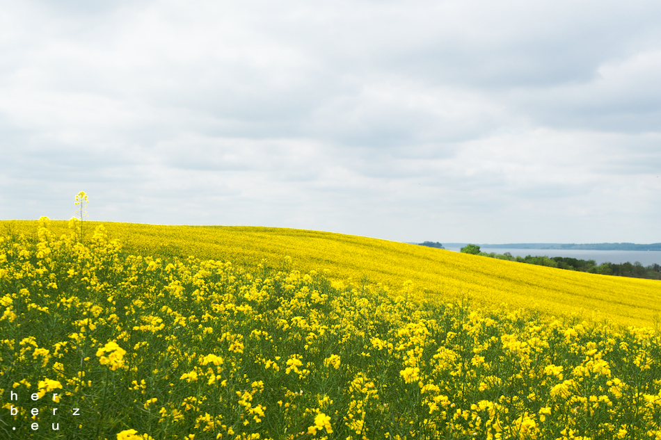 21/2026 – I see fields of Yellow